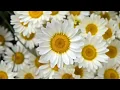 Download Lagu Once There Was A Love by Jose Feliciano...with Lyrics