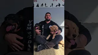 انتو شو بتقولو Dabelacademy كلاب Viral Viralvideo 