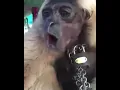 Download Lagu BUNYI UNIK MONYET UWA UWA ATAU SIAMANG