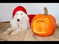 Husky Puppy s Cute Costume Pumpkin Carving