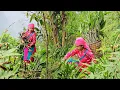 Lagu Alone in the Mountains, a Lonely Girl Harvests Galangal Sprouts | Rural Life Vlog