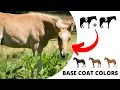 How to Make a Palomino Horse A Quick Guide to Horse Coat Colors - Part 1