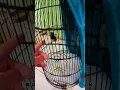 Download Lagu burung Kolibri jawa gacor jinak sekali