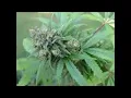 10 ft Ganja Plant--Mercy
