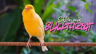 kenari cengkok mewah juara masteran kenari isian blackthroat dan siklon gacor mudah ditiru