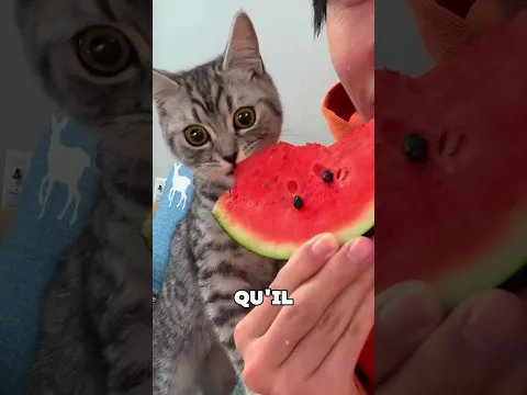 Ne fais pas confiance à ton chat s'il te regarde comme ça 🤯