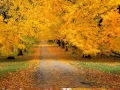 Download Lagu GHEORGHE ZAMFIR EINSAMER HIRTE THE LONELY SHEPHERD