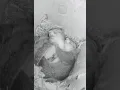 ep141 Sleepy squirrels viral reddit