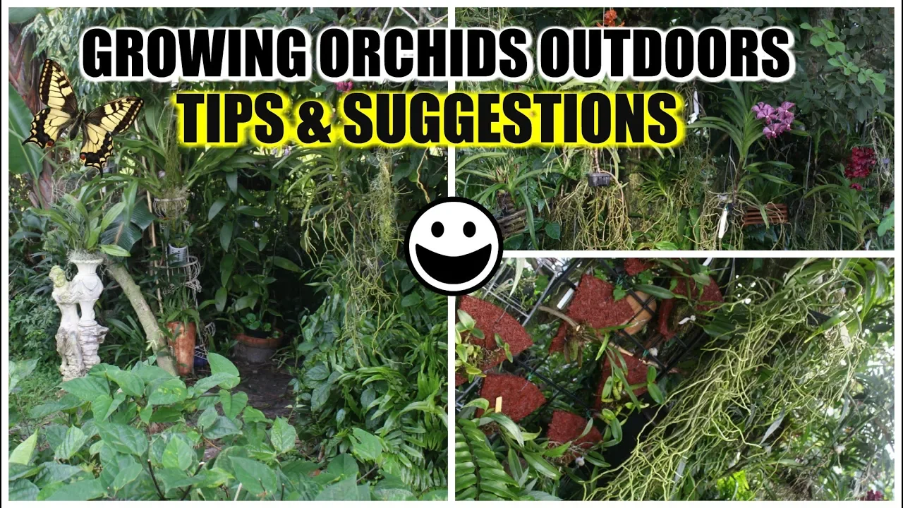 METHODS & TECHNIQUES FOR OUTDOOR ORCHID / PLANT GROWING & CREATING MICRO CLIMATE & ENVIRONMENT