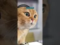 911 What is your emergency CAT MEMES NutshellAnimations
