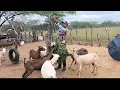 Download Lagu NORDESTINO INSISTENTE É ASSIM QUE TEM QUE SER INSISTE EM CRIAR CABRA LEITEIRA MAS AS COISAS SÃO DIFÍ
