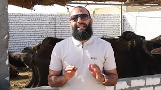 افضل طريقه للاستثمار في الانتاج الحيواني وايهما افضل البقر ام الجاموس ام الاغنام ام الماعز 