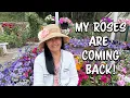 Download Lagu My Roses are BACK! Rose Recovering/Garden Update