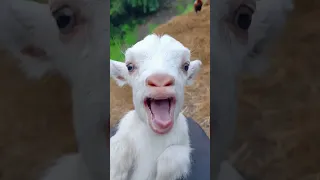 معزة تشرب حليب صغار الماعز تربية الحيوانات معزة ام لسان طويل Goat 