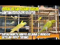Download Lagu Obral Besar Kenari Rasmi Per’ekor 3 Juta Jantan.Berlaku Hanya 2 Minggu #kenarigacor #kenari