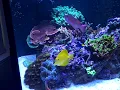 100g Cadlights Rimless Starfire reef tank with AI Sol superblues