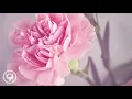 Sonny - Calm Down