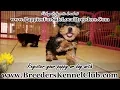 TEACUP YORKIE PUPPIES FOR SALE NEAR ATLANTA GEORGIA GA LOCAL BREEDERS