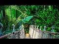 Download Lagu Bruit de la JUNGLE  [Son de la Nature] 🍃🐍- Forêt Tropicale 10 Heures