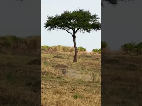 A Mother’s Desperate Chase as a Cheetah Takes Her Baby #kenya #tanzania #safari