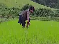 Download Lagu Ka jing trei shi tom 👋👋👋👋👋👋👋👋 khasi loftori