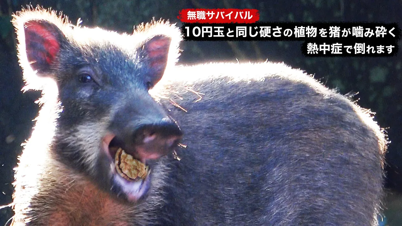 【無職サバイバル】10円玉と同じ硬さの植物を猪が噛み砕く、熱中症で倒れます【限界集落で無職になる#40】