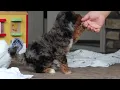 Sweet Cavapoo Puppy SD 480p