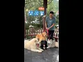 Download Lagu 当我带着4只大狗误入小姐姐们的写生场地\\When I met the little girls who were drawing with four big dogs