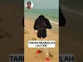 Download Lagu MEME VIRAL PERINDAPAN SUARA KODOK 🤣🤣🤣