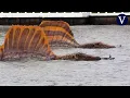 Download Lagu Captan a un Spinosaurus flotando en el río Chao Phraya en Bangkok