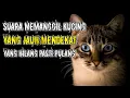 Download Lagu Suara Pikat Kucing Auto Nyamperin _ Suara Kucing Memanggil MP3