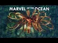 Feather Stars are the most Mesmerizing Creatures in the Ocean