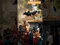 Download Lagu cow romantik dhangs #cow #cowvideos #cows #cowboys #cowlover #cowboy