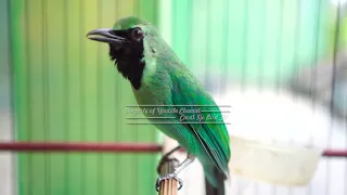 cucak ijo gacor full isian dan tembakan ngeplong jadikan cucak hijau lain auto emosi tarung