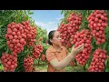Lagu Harvesting 500 kg of Bright Red Lychees and Taking Them to the Market – Building a Farm Life