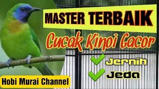 Download Master Murai Batu Terbaik suara CUCAK KINOI Gacor Jernih Jeda MP3