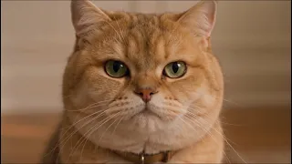 Ai cat