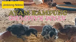 Download KUB Ayam Kampung Bogor Asli#041-(Proyek Ndeso) MP3