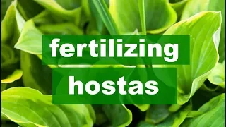 Fertilizing Hostas