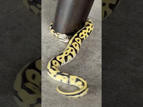 Just hanging out with our new pet 🐍⚠️ Not for the squeamish — natural feeding ahead!