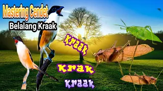 masteran cendet belalang kraak u0026 terapy air dijamin ampuh