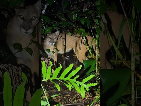 I found another endangered Florida Panther #wildlife#animals#cat#panther#snake#florida#python#shorts