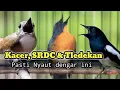 Download Lagu TLEDEKAN GUNUNG GACOR BIKIN SRDC DAN KACER WMOSI