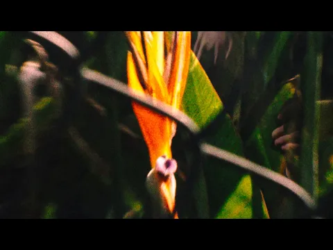 Potenciais à Deriva – trailer | IFFR 2024