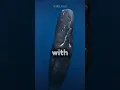 The 3 most terrifying and loudest whale sounds