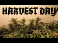 Harvest Day on the ILGM Grow