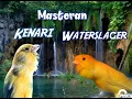Download Lagu Masteran Kenari Waterslager Roller