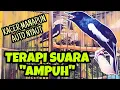 #1 🔴 TERAPI SUARA PANCINGAN KACER MALAS BUNYI‼️DIJAMIN LANGSUNG NYAUT 💯