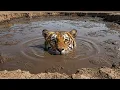 Trapped in the Mud: The Careful Rescue of a Tiger in a Dangerous Situation