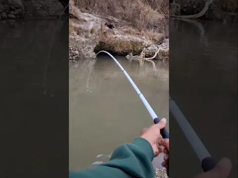 Joran Nyungsep dihajar Babon Nilem #mancing #shorts #viral